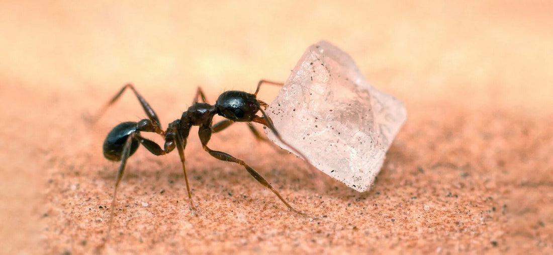 Kako odstraniti mravlje iz stanovanja ali terase?